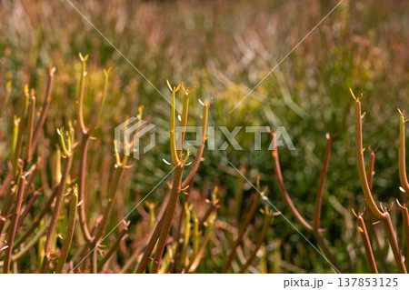 Macro closeup of Eurbia tirucalli cristata, pencil tree plant in the field 137853125