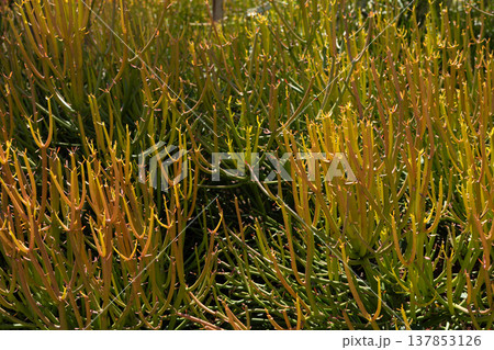 Eurbia tirucalli cristata, pencil tree plant in the field 137853126