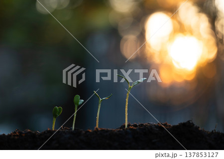Different stage of growing sunflower sprout line up macro closeup under evening sunlight Different stage of growing sunflower sprout line up macro closeup under evening sunlight 137853127