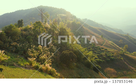 Rolling hills blanketed in sunlight, featuring diverse vegetation in natural environment 137853146