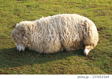 A lone sheep grazing on a green meadow 137853164