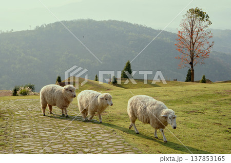 Three sheep walking on a green meadow with scenic mountains and trees in the background, a peaceful outdoor moment. Three sheep walking on a green meadow with scenic mountains and trees in the background, a peaceful outdoor moment. 137853165