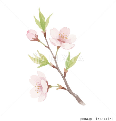 水彩風の桜のイラスト 137853171