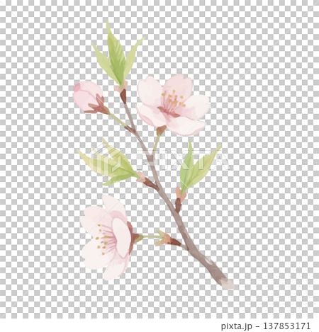 水彩風の桜のイラスト 137853171