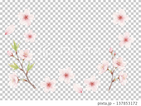 Watercolor style cherry blossom illustration Watercolor style cherry blossom illustration 137853172