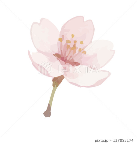 水彩風の桜のイラスト 水彩風の桜のイラスト 137853174