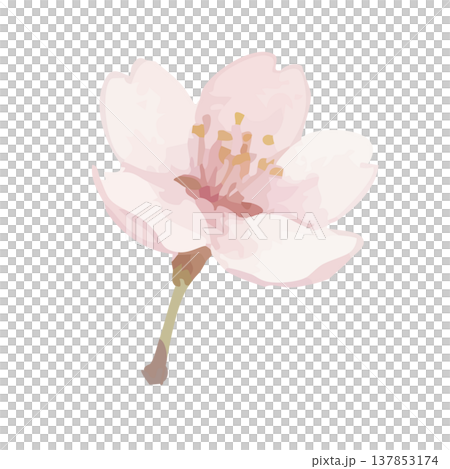 水彩風の桜のイラスト 水彩風の桜のイラスト 137853174