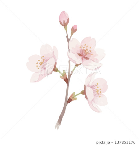 水彩風の桜のイラスト 137853176