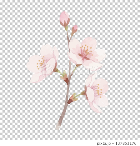 水彩風格櫻花插畫 137853176