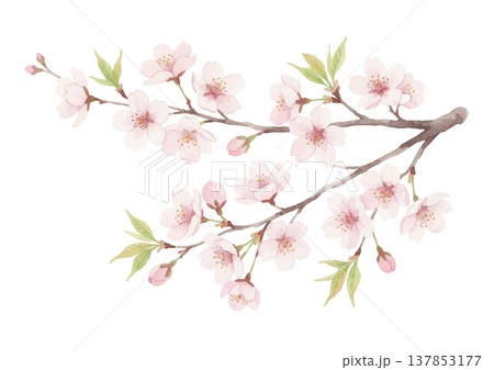 水彩風の桜のイラスト 水彩風の桜のイラスト 137853177
