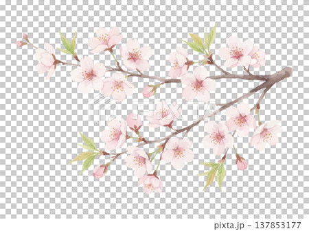 水彩風の桜のイラスト 水彩風の桜のイラスト 137853177