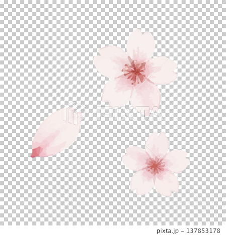 水彩風格櫻花插畫 水彩風格櫻花插畫 137853178