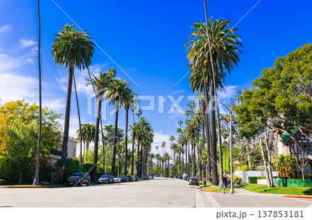 ロサンゼルス　ビバリーヒルズの住宅街 137853181
