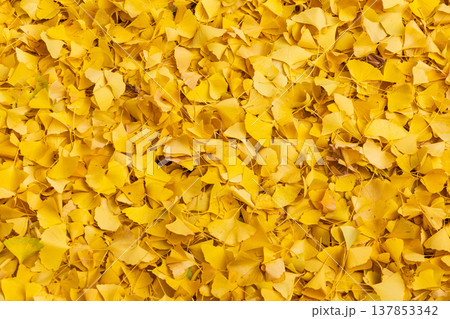 秋の熊本県熊本市 日本100名城 熊本城 イチョウの落ち葉 秋の熊本県熊本市 日本100名城 熊本城 イチョウの落ち葉 137853342