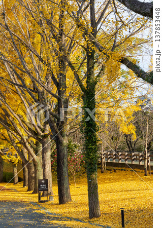 秋の熊本県熊本市　日本100名城　熊本城 137853448