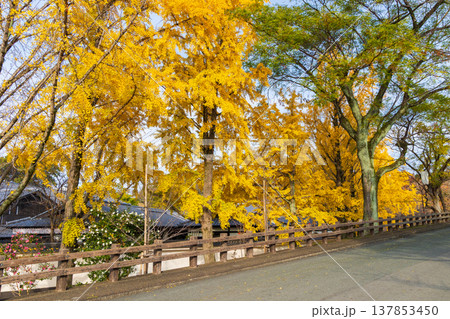 秋の熊本県熊本市　日本100名城　熊本城 137853450