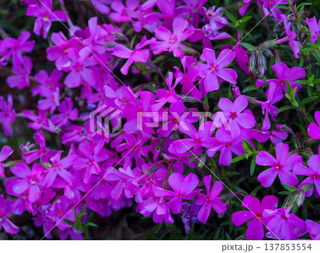 シバザクラのある風景 137853554