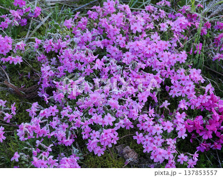 シバザクラのある風景 137853557