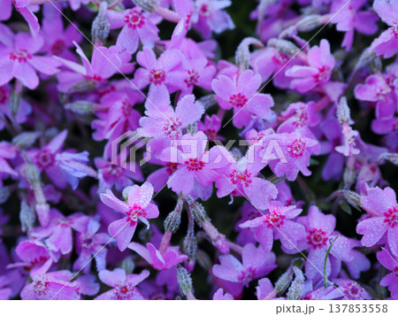 シバザクラのある風景 137853558