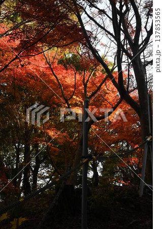紅葉した木々 紅葉した木々 137853565