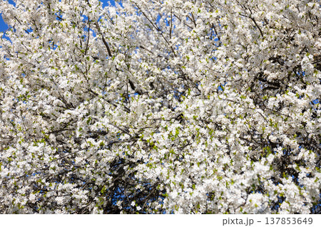 White blossom canopy beneath a cloudless spring sky. Renewal, abundance, seasonal change, orchard beauty, tranquility, growth, freshness, openness, and natural harmony in sunlight. White blossom canopy beneath a cloudless spring sky. Renewal, abundance, seasonal change, orchard beauty, tranquility, growth, freshness, openness, and natural harmony in sunlight. 137853649