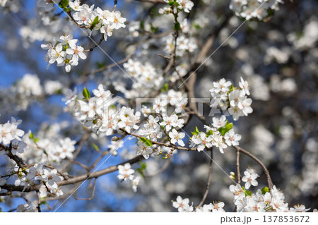 Close view of white spring blossoms covering slender branches. Fragility, renewal, pollination, biodiversity, seasonal rhythm, and botanical detail expressed through texture, light, and natural Close view of white spring blossoms covering slender branches. Fragility, renewal, pollination, biodiversity, seasonal rhythm, and botanical detail expressed through texture, light, and natural 137853672