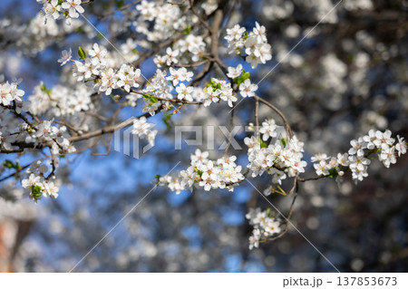 Dense white flowering branches against an intense blue sky. Fullness, vitality, spring arrival, outdoor calm, botanical richness, and seasonal abundance in a luminous natural setting. Dense white flowering branches against an intense blue sky. Fullness, vitality, spring arrival, outdoor calm, botanical richness, and seasonal abundance in a luminous natural setting. 137853673