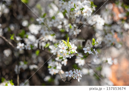 Dense white flowering branches against an intense blue sky. Fullness, vitality, spring arrival, outdoor calm, botanical richness, and seasonal abundance in a luminous natural setting. Dense white flowering branches against an intense blue sky. Fullness, vitality, spring arrival, outdoor calm, botanical richness, and seasonal abundance in a luminous natural setting. 137853674