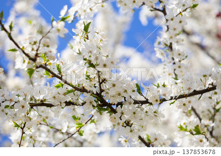 Close view of white spring blossoms covering slender branches. Fragility, renewal, pollination, biodiversity, seasonal rhythm, and botanical detail expressed through texture, light, and natural Close view of white spring blossoms covering slender branches. Fragility, renewal, pollination, biodiversity, seasonal rhythm, and botanical detail expressed through texture, light, and natural 137853678