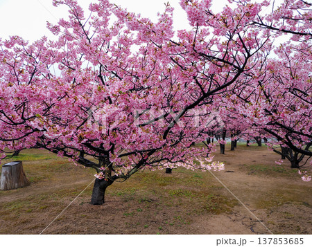 河津桜のある風景 137853685