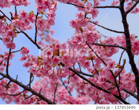 河津桜のある風景 河津桜のある風景 137853690