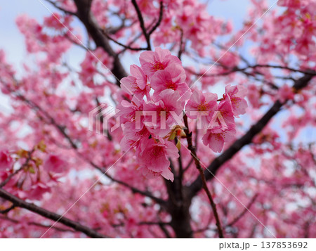 河津桜のある風景 河津桜のある風景 137853692