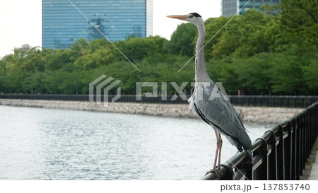 アオサギ 137853740
