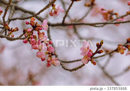 春の訪れを告げる河津桜 137853888