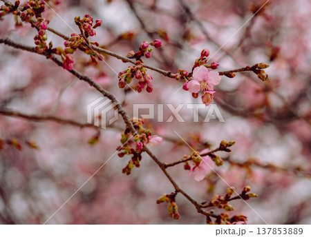 春の訪れを告げる河津桜 137853889