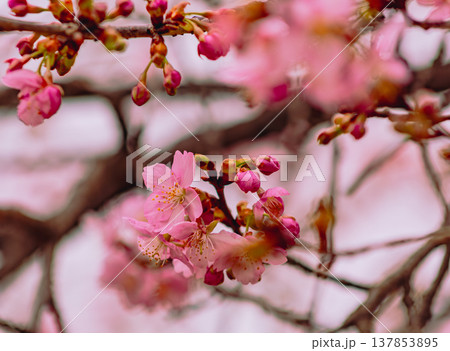 春の訪れを告げる河津桜 137853895