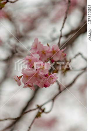 春の訪れを告げる河津桜 春の訪れを告げる河津桜 137853898