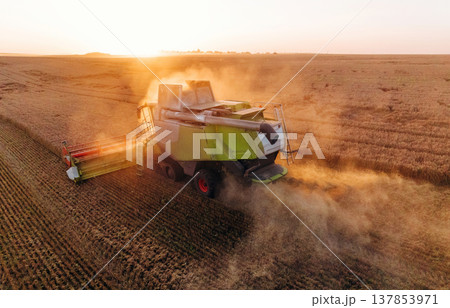 Raw quality product, collecting it. Agricultural machine harvesting wheat 137853971