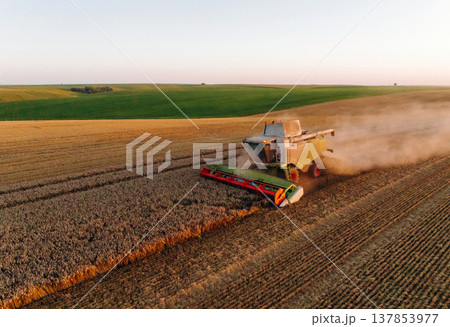 Illuminated by sunlight. Agricultural machine harvesting wheat 137853977