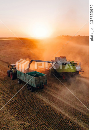 Evening dawn. Against sunlight. Agricultural machine harvesting wheat 137853979