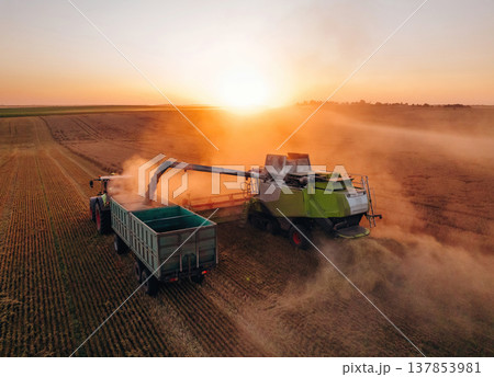 Evening dawn. Against sunlight. Agricultural machine harvesting wheat 137853981