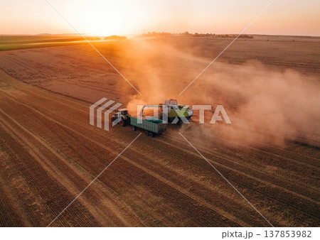 Evening dawn. Against sunlight. Agricultural machine harvesting wheat 137853982