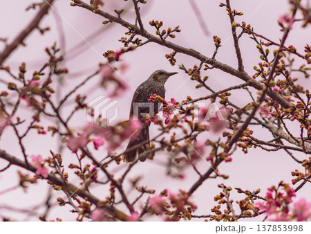 桜の蜜を吸うヒヨドリ 桜の蜜を吸うヒヨドリ 137853998