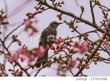 桜の蜜を吸うヒヨドリ 137853999