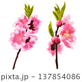 春に可愛らしい桃色の花を咲かせる花桃 137854086