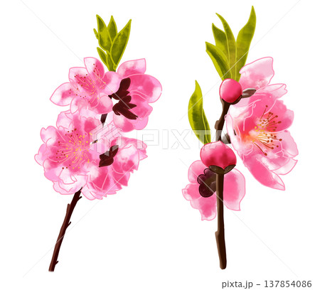 春に可愛らしい桃色の花を咲かせる花桃 137854086