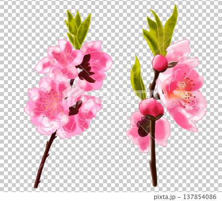 春に可愛らしい桃色の花を咲かせる花桃 137854086
