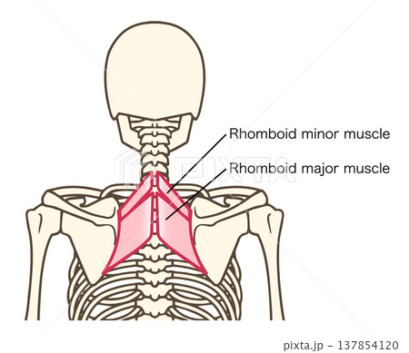 大菱形筋と小菱形筋の解剖学的イラスト（肩甲骨を動かす筋肉） 137854120