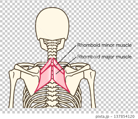 大菱形筋と小菱形筋の解剖学的イラスト（肩甲骨を動かす筋肉） 137854120