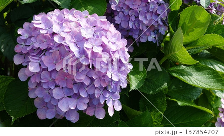 美しいアジサイの花 137854207